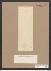 Pleurosigma rhombeum Grun. (de-Toni-Nr.: Genus 13, Species 1034) Zeichnungen Sammlung Grunow Nr. 2093 (NHMW-BOT-W0368963)